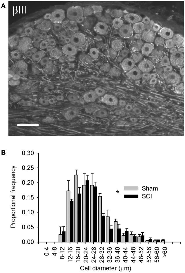 https://cdn.ncbi.nlm.nih.gov/pmc/blobs/62a7/3429033/cc683530e142/fphys-03-00257-g001.jpg