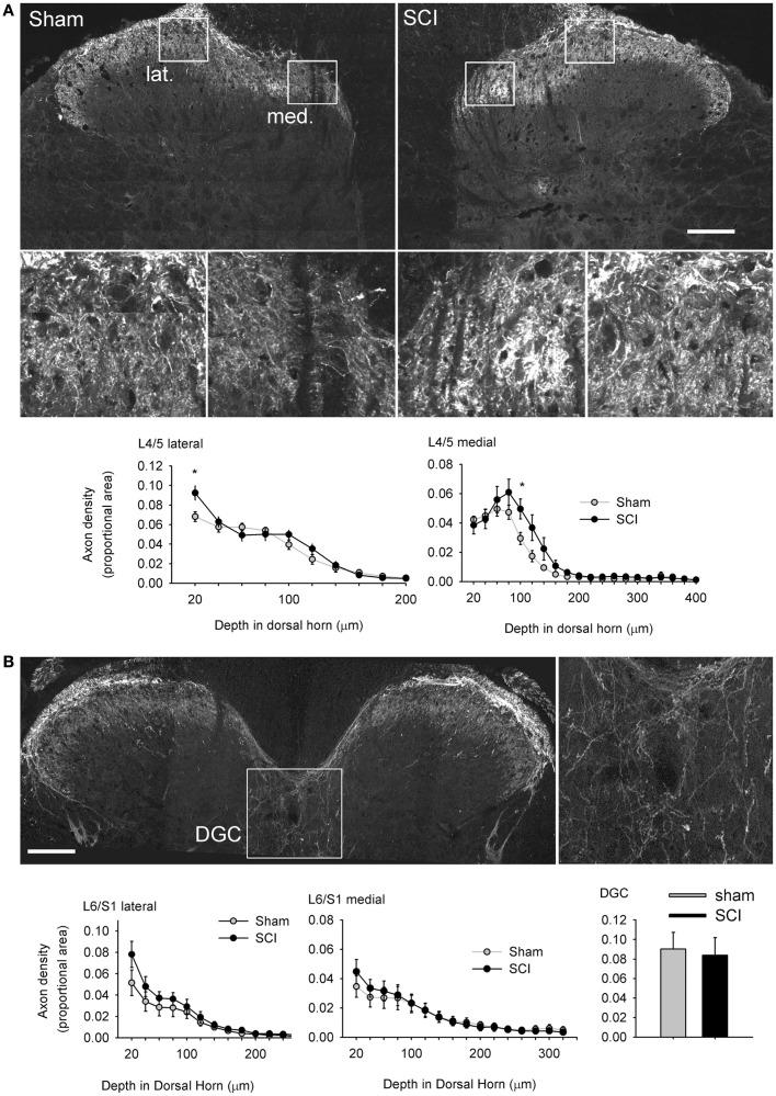 https://cdn.ncbi.nlm.nih.gov/pmc/blobs/62a7/3429033/f92f53083bed/fphys-03-00257-g007.jpg