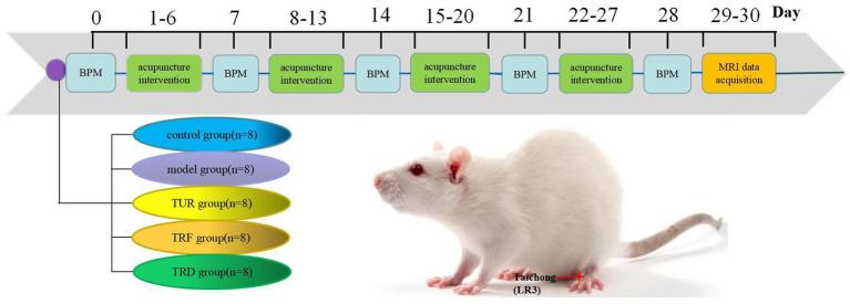 https://cdn.ncbi.nlm.nih.gov/pmc/blobs/62a8/10250630/3e378c83d2bc/fnins-17-1161578-g001.jpg