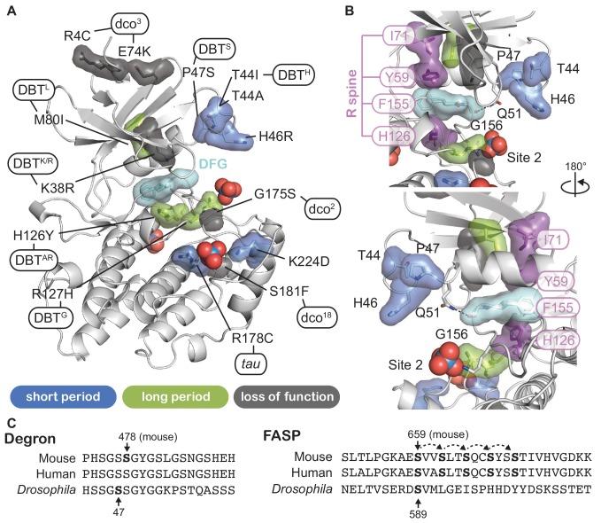 https://cdn.ncbi.nlm.nih.gov/pmc/blobs/62aa/7012598/24aafb8c20a0/elife-52343-fig6.jpg
