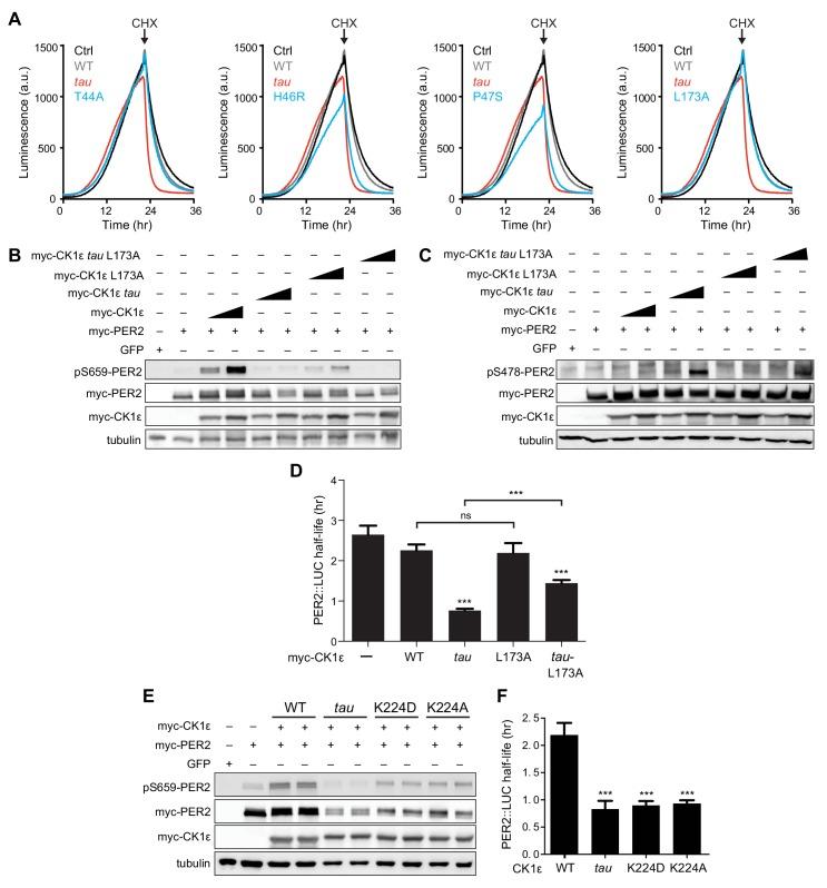 https://cdn.ncbi.nlm.nih.gov/pmc/blobs/62aa/7012598/fcaeeb6dfd9e/elife-52343-fig7-figsupp1.jpg