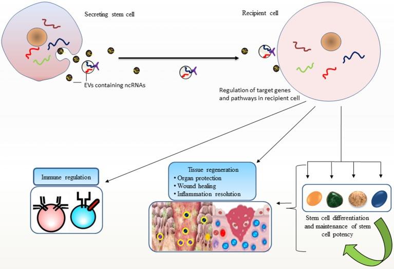 https://cdn.ncbi.nlm.nih.gov/pmc/blobs/62ab/5662888/512d36dcc1ca/fgene-08-00161-g0001.jpg
