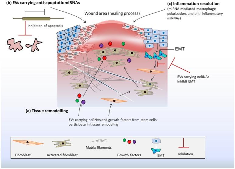 https://cdn.ncbi.nlm.nih.gov/pmc/blobs/62ab/5662888/cf5370c5ab27/fgene-08-00161-g0002.jpg