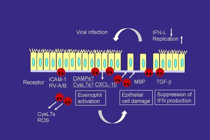 https://cdn.ncbi.nlm.nih.gov/pmc/blobs/62ac/6172316/0bfeeb872986/fimmu-09-02220-g0002.jpg