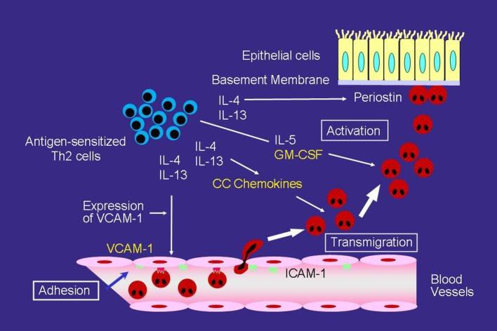 https://cdn.ncbi.nlm.nih.gov/pmc/blobs/62ac/6172316/ff6a3d7aa14b/fimmu-09-02220-g0001.jpg