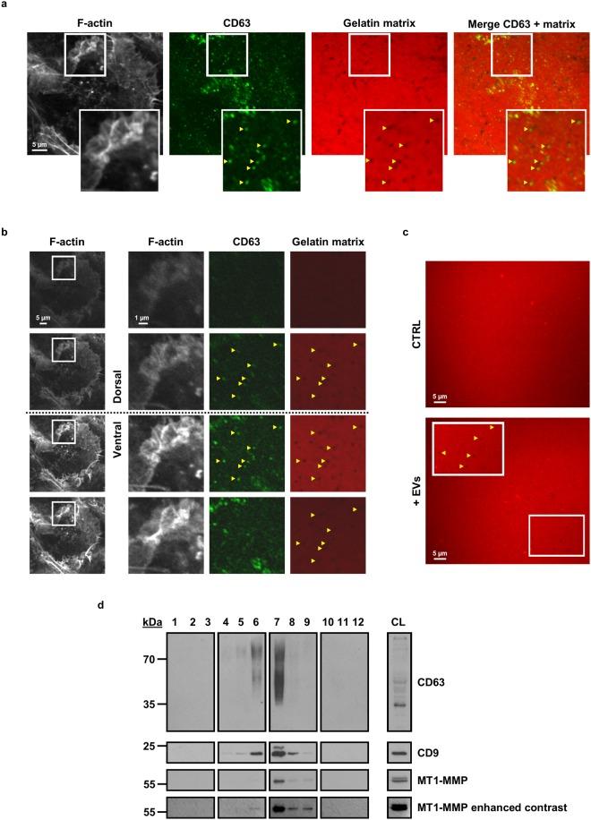 https://cdn.ncbi.nlm.nih.gov/pmc/blobs/62ac/6199335/7ace3972a9d5/41598_2018_33868_Fig6_HTML.jpg
