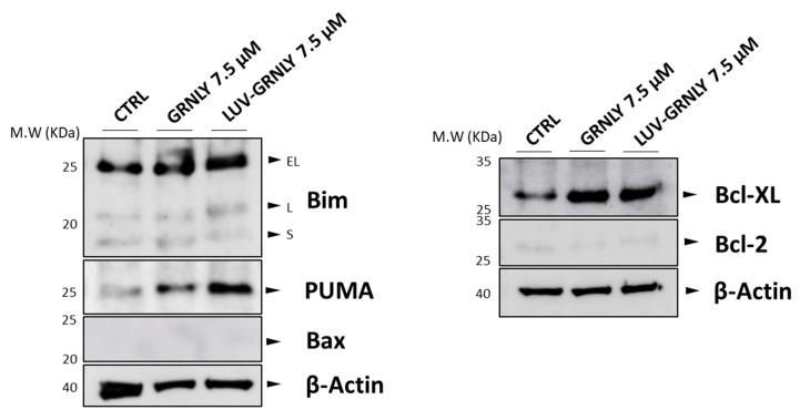 https://cdn.ncbi.nlm.nih.gov/pmc/blobs/62b0/9369117/111805e51749/ijms-23-08705-g004.jpg