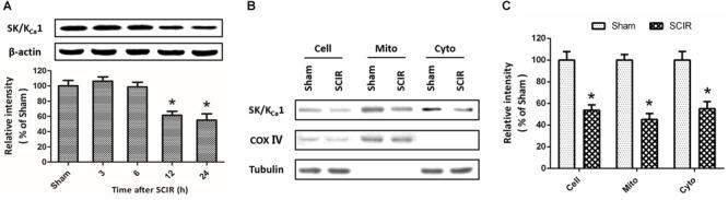 https://cdn.ncbi.nlm.nih.gov/pmc/blobs/62b1/6454010/bf7faae5eeb9/fphar-10-00325-g001.jpg