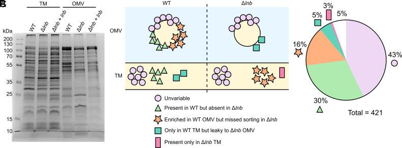 https://cdn.ncbi.nlm.nih.gov/pmc/blobs/62b6/11573676/9880349e3c4b/pnas.2410909121fig07.jpg
