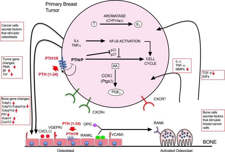 https://cdn.ncbi.nlm.nih.gov/pmc/blobs/62c3/10077472/2144c0f012b1/jciinsight-8-157390-g173.jpg