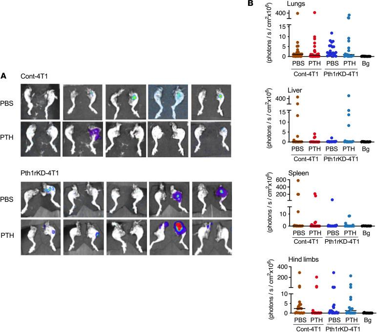 https://cdn.ncbi.nlm.nih.gov/pmc/blobs/62c3/10077472/2f98ec9ee91b/jciinsight-8-157390-g170.jpg