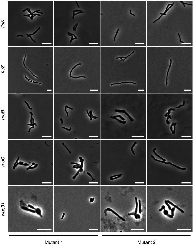 https://cdn.ncbi.nlm.nih.gov/pmc/blobs/62c3/7647400/df183400aea6/elife-60083-fig2-figsupp2.jpg