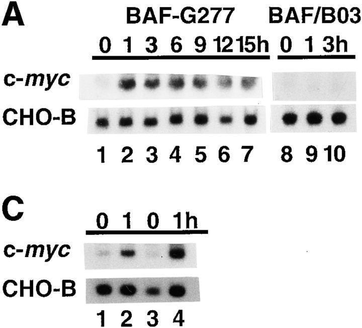 https://cdn.ncbi.nlm.nih.gov/pmc/blobs/62c5/1887683/c6fb44a59544/JEM981465.f1ac.jpg