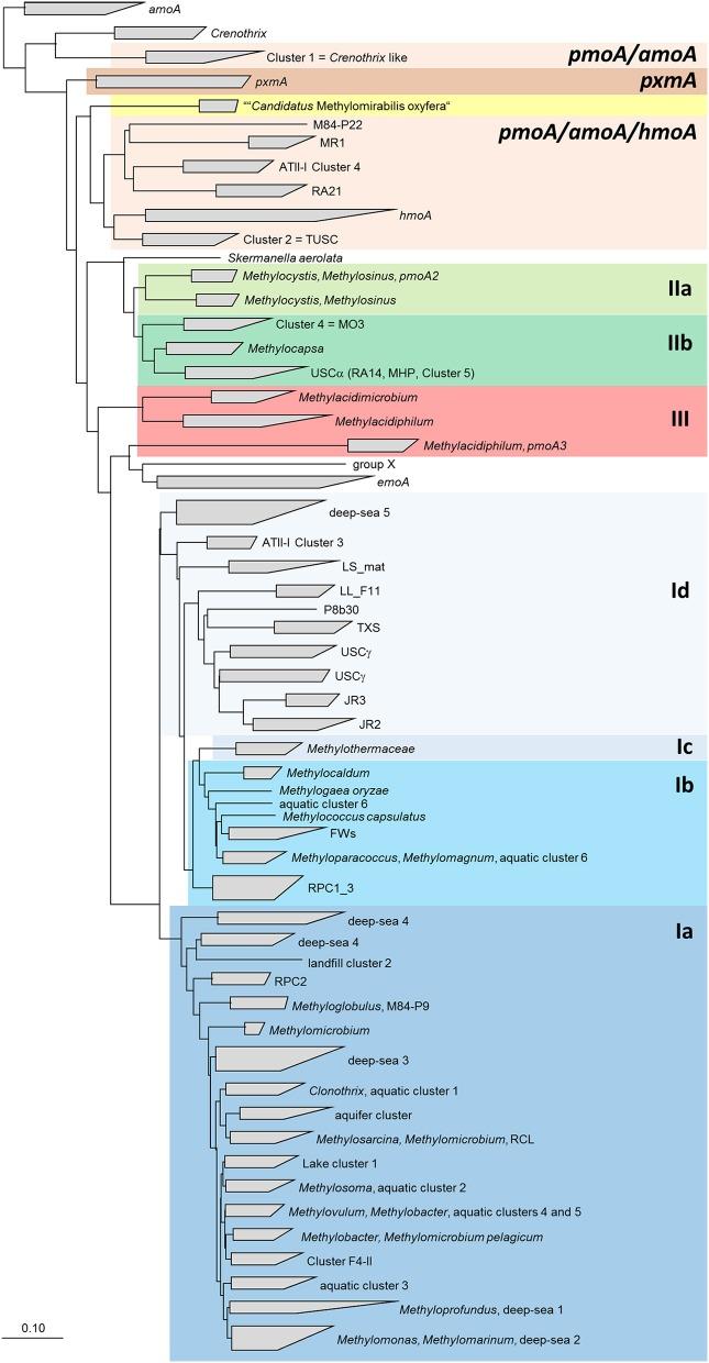 https://cdn.ncbi.nlm.nih.gov/pmc/blobs/62c9/4678205/cc09b4c6138f/fmicb-06-01346-g0006.jpg
