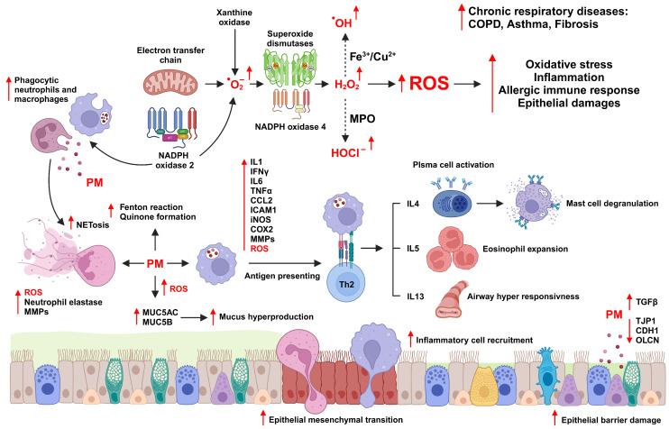 https://cdn.ncbi.nlm.nih.gov/pmc/blobs/62ca/11505051/69b813f4c669/antioxidants-13-01256-g003.jpg