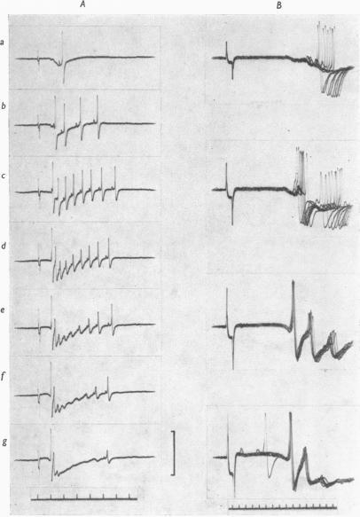 https://cdn.ncbi.nlm.nih.gov/pmc/blobs/62ca/1359412/ca28ef6684f6/jphysiol01214-0133-a.jpg
