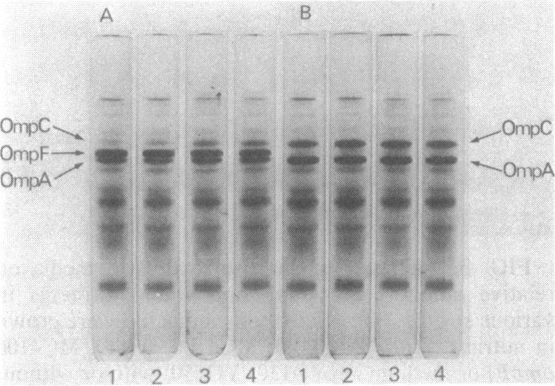 https://cdn.ncbi.nlm.nih.gov/pmc/blobs/62cd/217515/8710d2115d06/jbacter00246-0146-a.jpg
