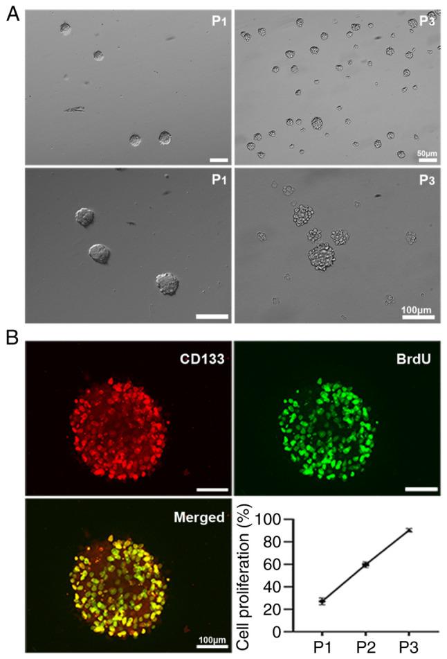 https://cdn.ncbi.nlm.nih.gov/pmc/blobs/62d3/10777445/b68162a2aac7/or-51-02-08681-g00.jpg
