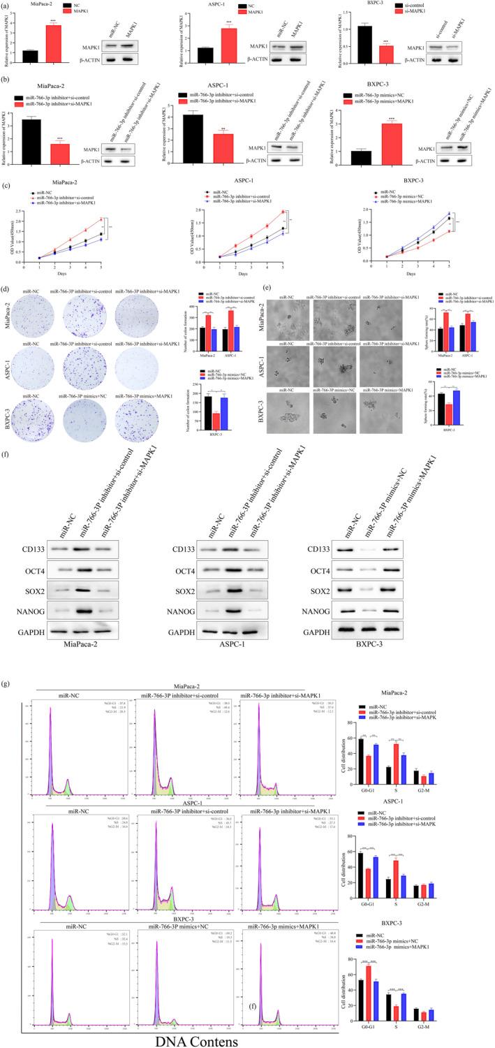 https://cdn.ncbi.nlm.nih.gov/pmc/blobs/62d3/11653159/541468119bcc/MGG3-12-e70049-g006.jpg