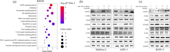 https://cdn.ncbi.nlm.nih.gov/pmc/blobs/62d3/11653159/d98412db4ab7/MGG3-12-e70049-g007.jpg