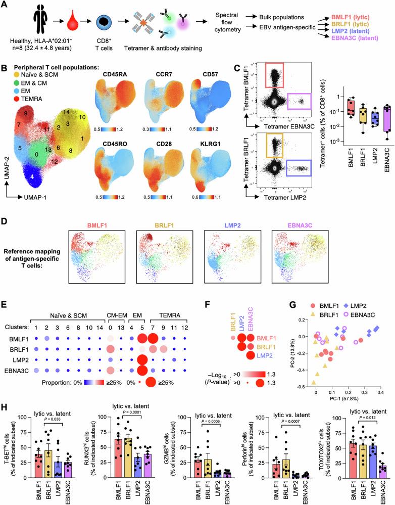 https://cdn.ncbi.nlm.nih.gov/pmc/blobs/62d6/12246114/72af1ea43151/41467_2025_61627_Fig1_HTML.jpg