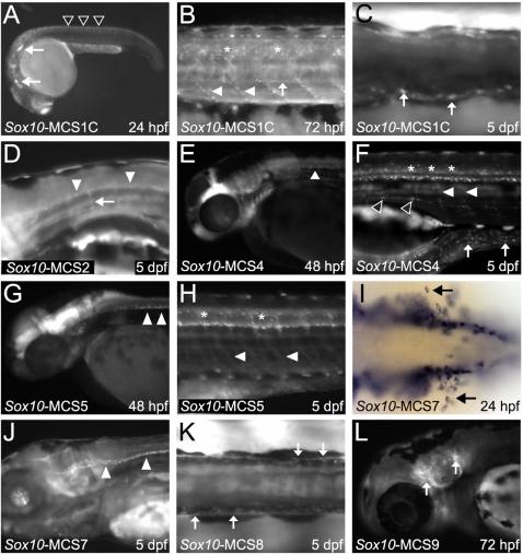 https://cdn.ncbi.nlm.nih.gov/pmc/blobs/62d7/2518861/6e315b6b7e28/pgen.1000174.g002.jpg