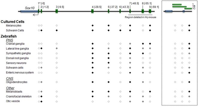 https://cdn.ncbi.nlm.nih.gov/pmc/blobs/62d7/2518861/a41c05432933/pgen.1000174.g003.jpg
