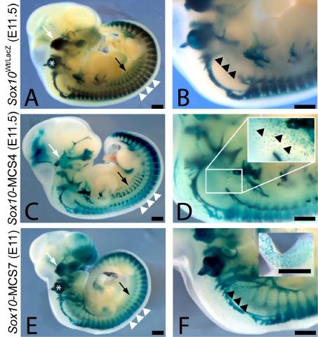 https://cdn.ncbi.nlm.nih.gov/pmc/blobs/62d7/2518861/c12295e02611/pgen.1000174.g004.jpg