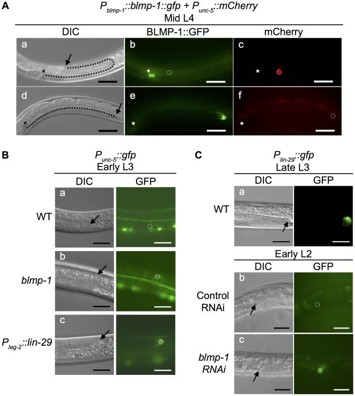 https://cdn.ncbi.nlm.nih.gov/pmc/blobs/62d7/4072510/109a3e5f7e5d/pgen.1004428.g005.jpg