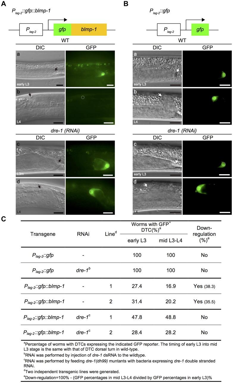 https://cdn.ncbi.nlm.nih.gov/pmc/blobs/62d7/4072510/40df1eb65465/pgen.1004428.g007.jpg