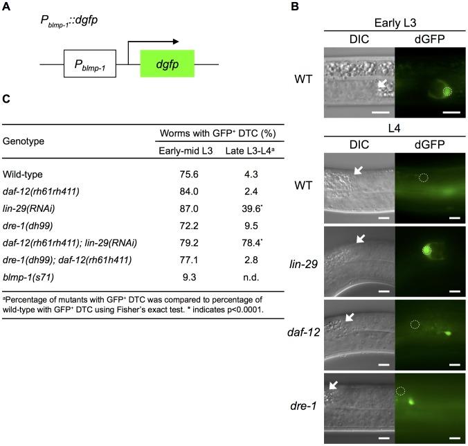 https://cdn.ncbi.nlm.nih.gov/pmc/blobs/62d7/4072510/a8d1ca17e5d4/pgen.1004428.g006.jpg