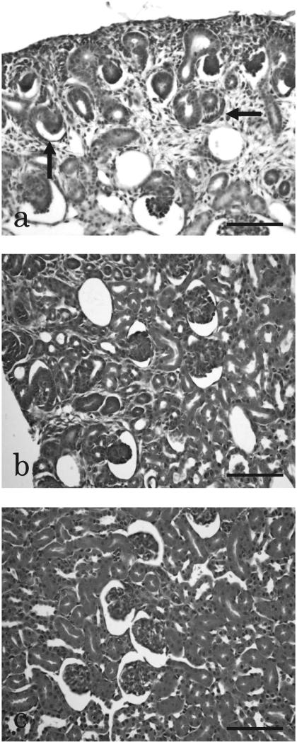 https://cdn.ncbi.nlm.nih.gov/pmc/blobs/62d8/3234650/a03312fe3b60/tox-23-001-g001.jpg