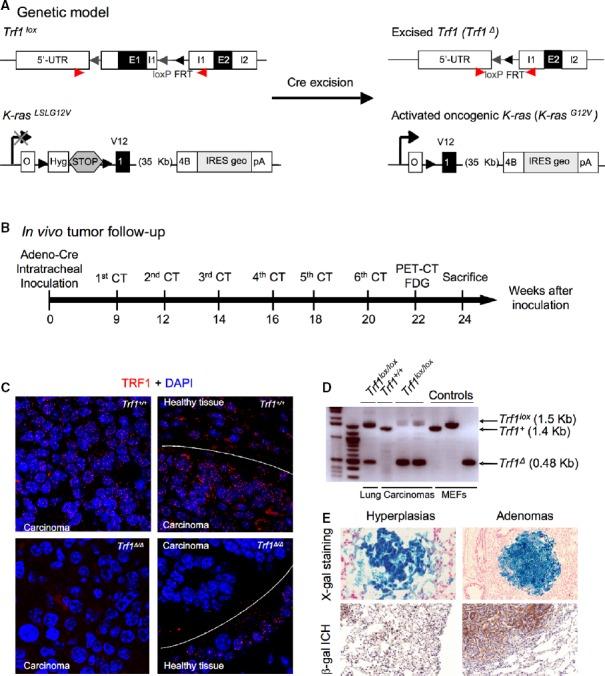 https://cdn.ncbi.nlm.nih.gov/pmc/blobs/62da/4520658/45943c030370/emmm0007-0930-f1.jpg