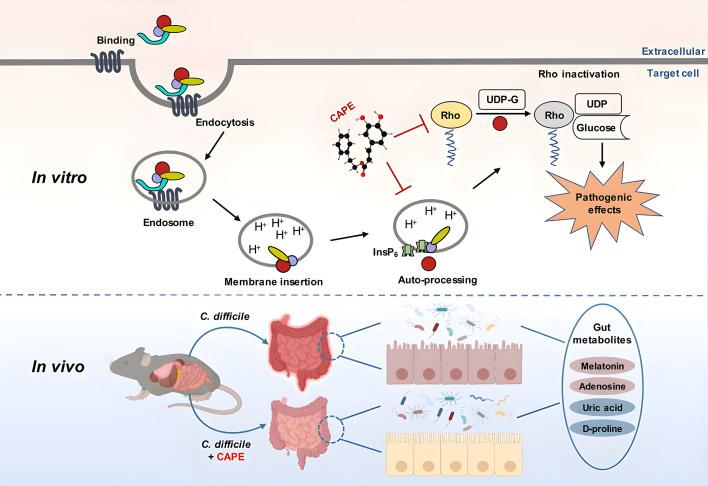https://cdn.ncbi.nlm.nih.gov/pmc/blobs/62db/12158428/eada96e69638/elife-101757-fig10.jpg
