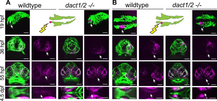 https://cdn.ncbi.nlm.nih.gov/pmc/blobs/62dc/11581427/08a2f3700834/elife-91648-fig4.jpg