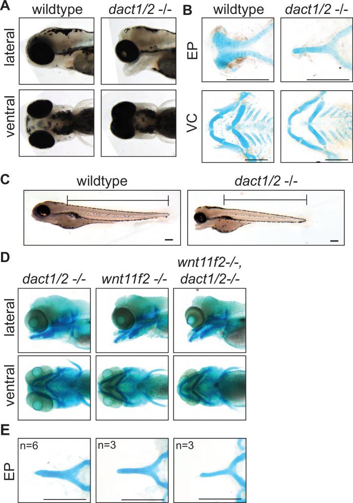 https://cdn.ncbi.nlm.nih.gov/pmc/blobs/62dc/11581427/47106dcfbb87/elife-91648-fig3.jpg