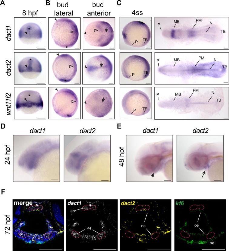https://cdn.ncbi.nlm.nih.gov/pmc/blobs/62dc/11581427/76577fe3e29c/elife-91648-fig1.jpg