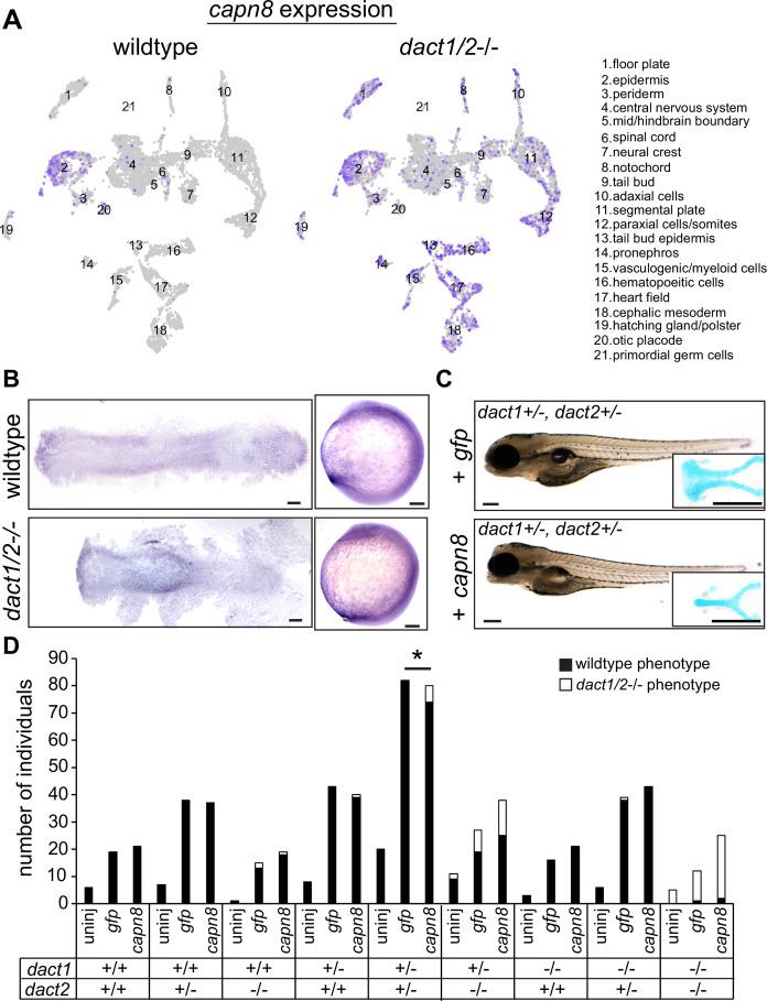 https://cdn.ncbi.nlm.nih.gov/pmc/blobs/62dc/11581427/e63d6bd01bc0/elife-91648-fig8.jpg