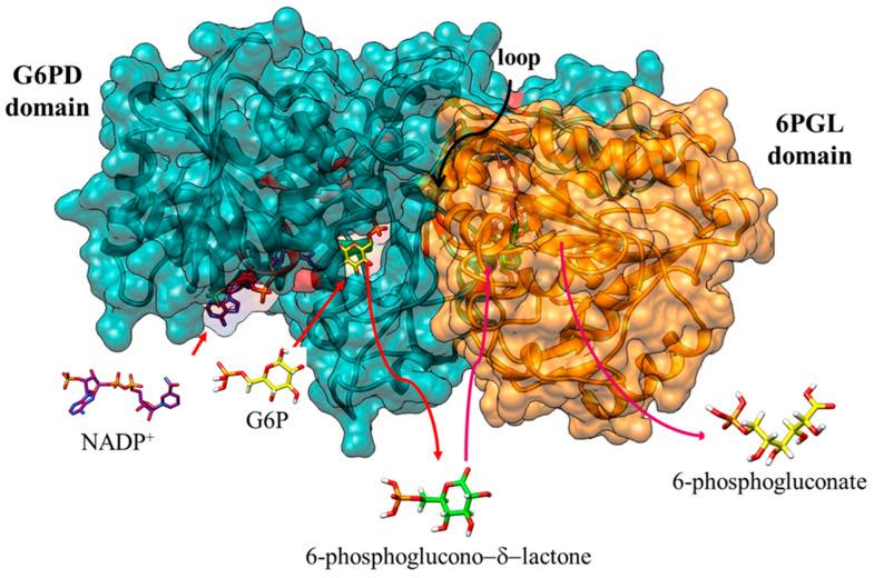 https://cdn.ncbi.nlm.nih.gov/pmc/blobs/62de/10819308/0b073ad599ed/microorganisms-12-00112-g005.jpg