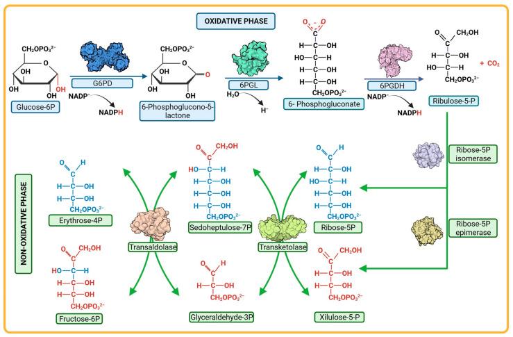 https://cdn.ncbi.nlm.nih.gov/pmc/blobs/62de/10819308/a2645aef19b5/microorganisms-12-00112-g002.jpg