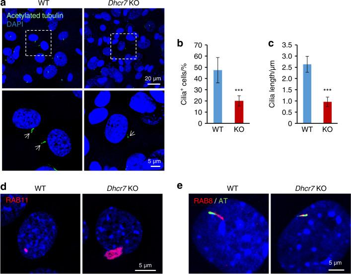 https://cdn.ncbi.nlm.nih.gov/pmc/blobs/62e1/6946666/061522b1dbfa/41413_2019_78_Fig3_HTML.jpg