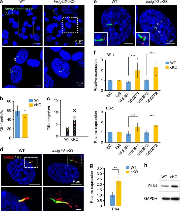 https://cdn.ncbi.nlm.nih.gov/pmc/blobs/62e1/6946666/370a3941d660/41413_2019_78_Fig4_HTML.jpg