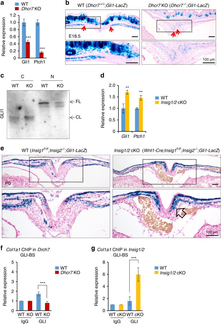 https://cdn.ncbi.nlm.nih.gov/pmc/blobs/62e1/6946666/79526c2d2db2/41413_2019_78_Fig5_HTML.jpg