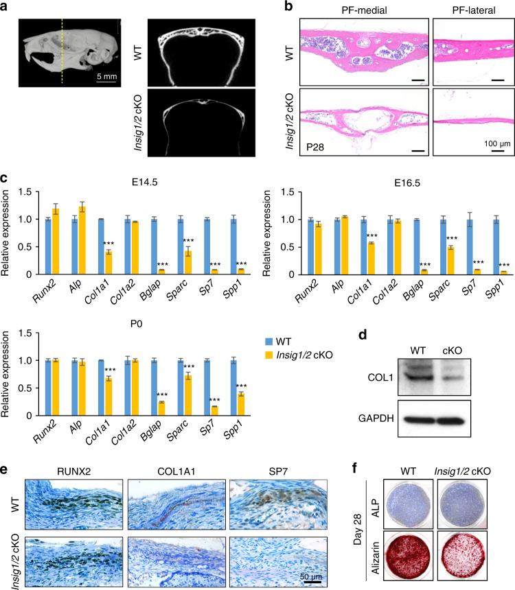 https://cdn.ncbi.nlm.nih.gov/pmc/blobs/62e1/6946666/b8ddc7903be6/41413_2019_78_Fig2_HTML.jpg