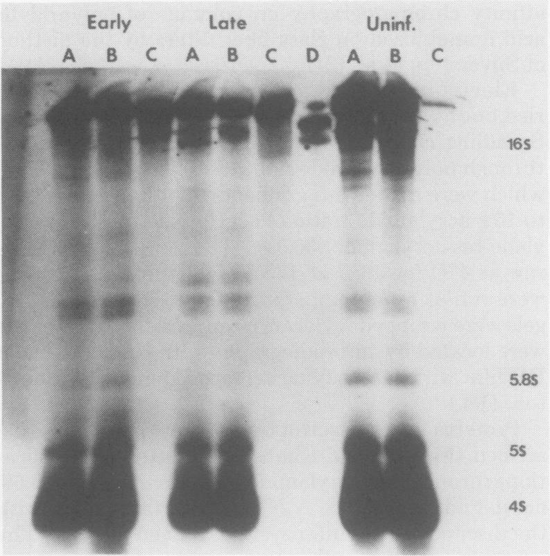 https://cdn.ncbi.nlm.nih.gov/pmc/blobs/62e3/353501/7d42b728d01c/jvirol00189-0166-a.jpg
