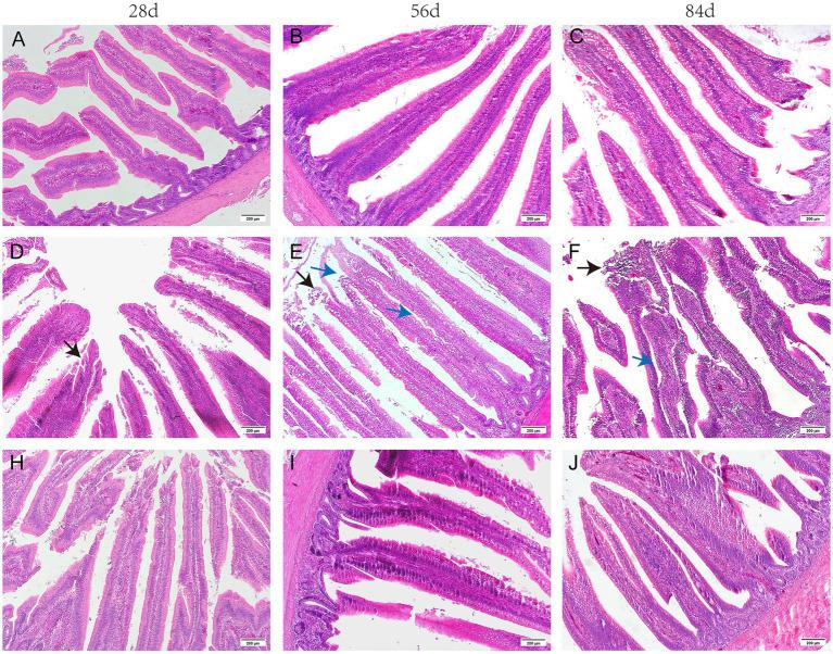 https://cdn.ncbi.nlm.nih.gov/pmc/blobs/62e8/12023903/db422f58fa8c/fvets-12-1570265-g001.jpg