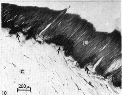 https://cdn.ncbi.nlm.nih.gov/pmc/blobs/62ea/1244460/8564aa859ba1/janat00435-0022-f.jpg