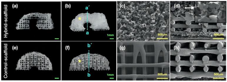 https://cdn.ncbi.nlm.nih.gov/pmc/blobs/62eb/8229034/ff476b470651/polymers-13-01910-g002.jpg