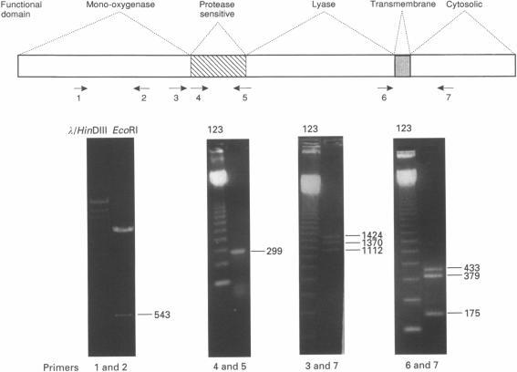 https://cdn.ncbi.nlm.nih.gov/pmc/blobs/62f4/1159559/61441e7c3871/jphysiol00273-0177-a.jpg