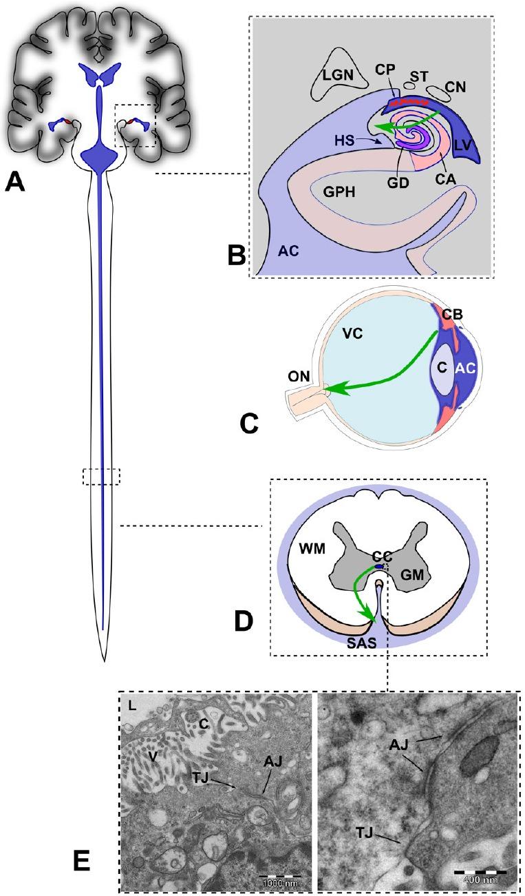https://cdn.ncbi.nlm.nih.gov/pmc/blobs/62f5/6404483/ea65221dbc0a/NRR-14-962-g002.jpg
